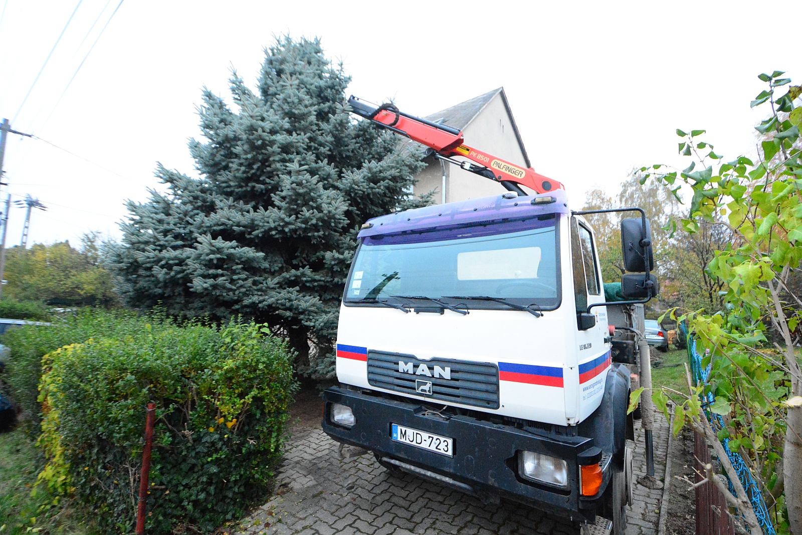 Így indult és érkezett a Városház térre Székesfehérvár leendő karácsonyfája